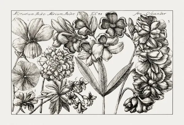 Çiçek açan bitkilerin antik botanik çizimi. 18. yüzyıldan kalma bir İtalyan doğal tarih kitabının siyah beyaz gravürleri..