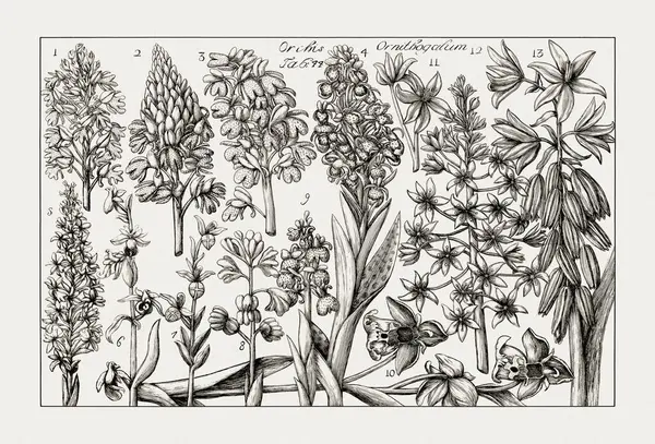 Çiçek açan bitkilerin antik botanik çizimi. 18. yüzyıldan kalma bir İtalyan doğal tarih kitabının siyah beyaz gravürleri..