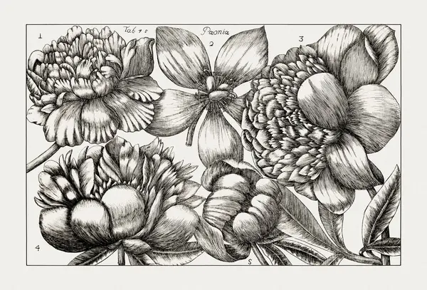 Çiçek açan bitkilerin antik botanik çizimi. 18. yüzyıldan kalma bir İtalyan doğal tarih kitabının siyah beyaz gravürleri..