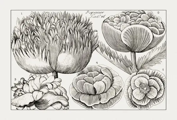 Çiçek açan bitkilerin antik botanik çizimi. 18. yüzyıldan kalma bir İtalyan doğal tarih kitabının siyah beyaz gravürleri..