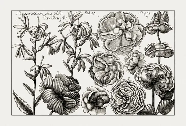 Çiçek açan bitkilerin antik botanik çizimi. 18. yüzyıldan kalma bir İtalyan doğal tarih kitabının siyah beyaz gravürleri..