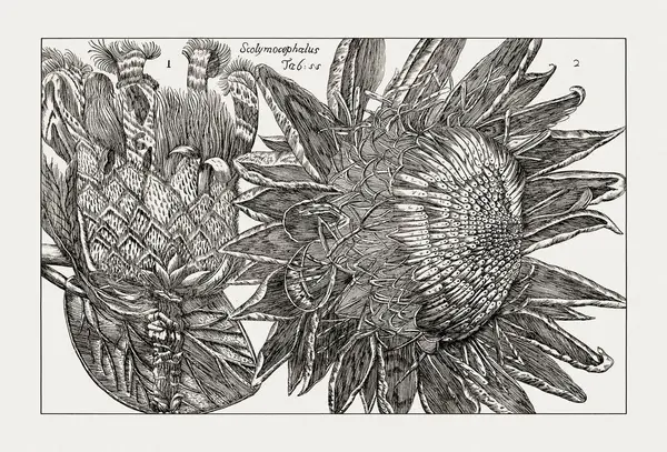 Çiçek açan bitkilerin antik botanik çizimi. 18. yüzyıldan kalma bir İtalyan doğal tarih kitabının siyah beyaz gravürleri..