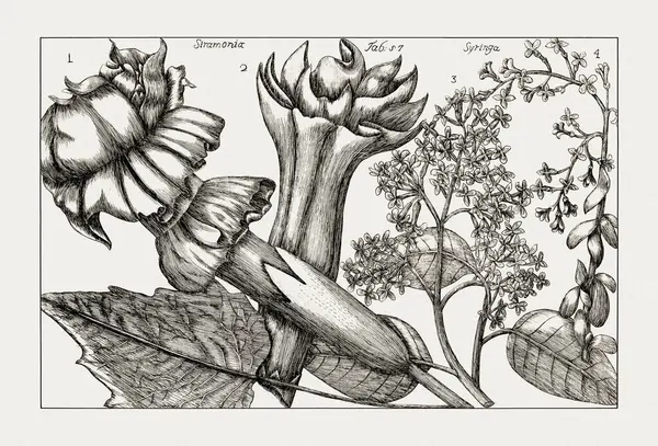 Çiçek açan bitkilerin antik botanik çizimi. 18. yüzyıldan kalma bir İtalyan doğal tarih kitabının siyah beyaz gravürleri..