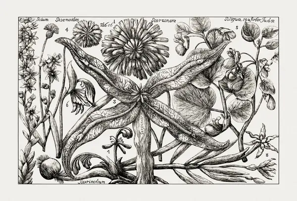 Çiçek açan bitkilerin antik botanik çizimi. 18. yüzyıldan kalma bir İtalyan doğal tarih kitabının siyah beyaz gravürleri..