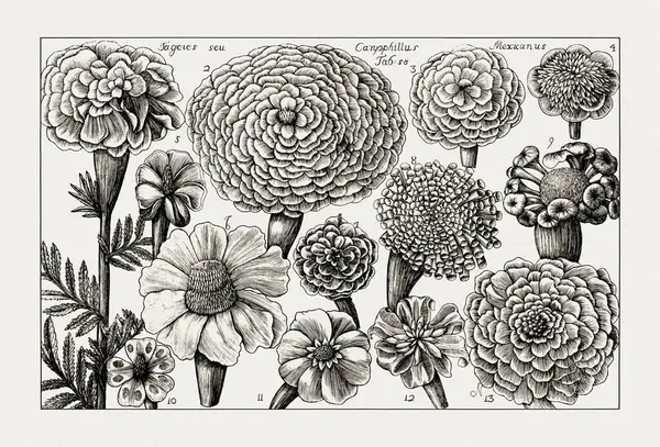 Çiçek açan bitkilerin antik botanik çizimi. 18. yüzyıldan kalma bir İtalyan doğal tarih kitabının siyah beyaz gravürleri..