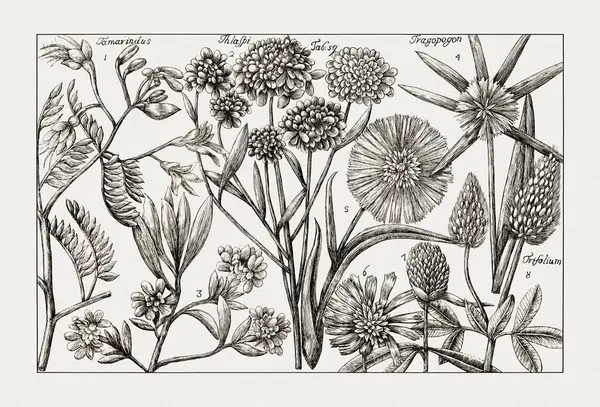 Çiçek açan bitkilerin antik botanik çizimi. 18. yüzyıldan kalma bir İtalyan doğal tarih kitabının siyah beyaz gravürleri..