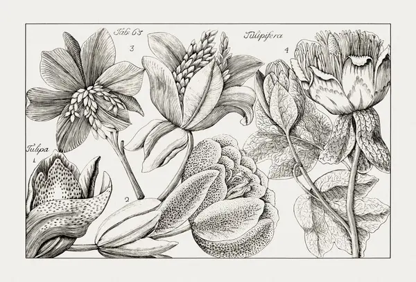 Çiçek açan bitkilerin antik botanik çizimi. 18. yüzyıldan kalma bir İtalyan doğal tarih kitabının siyah beyaz gravürleri..
