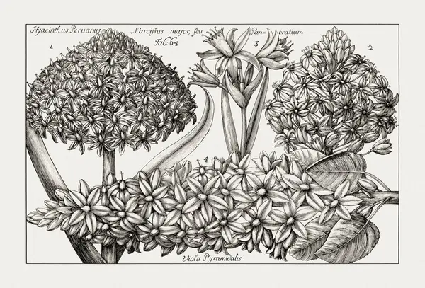 Çiçek açan bitkilerin antik botanik çizimi. 18. yüzyıldan kalma bir İtalyan doğal tarih kitabının siyah beyaz gravürleri..