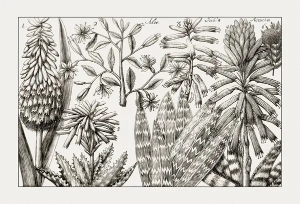 Çiçek açan bitkilerin antik botanik çizimi. 18. yüzyıldan kalma bir İtalyan doğal tarih kitabının siyah beyaz gravürleri..