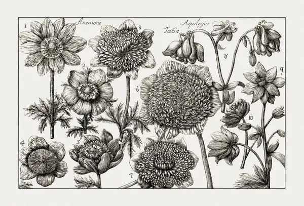 Çiçek açan bitkilerin antik botanik çizimi. 18. yüzyıldan kalma bir İtalyan doğal tarih kitabının siyah beyaz gravürleri..