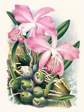 Orkide çiçeği illüstrasyonu. Parlak renklerle çizilmiş güzel tropikal orkide. Botanik dekoru, baskılar veya yaratıcı projeler için mükemmel..