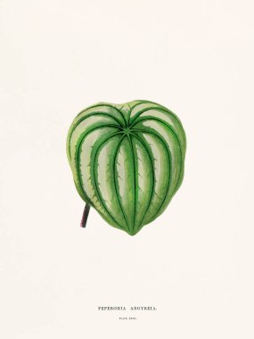 Süs bitkilerinin klasik botanik çizimi. 1870 'te Londra' da basıldı. Nadir bulunan dekoratif yapraklara odaklan..