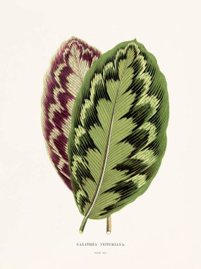 Süs bitkilerinin klasik botanik çizimi. 1870 'te Londra' da basıldı. Nadir bulunan dekoratif yapraklara odaklan..