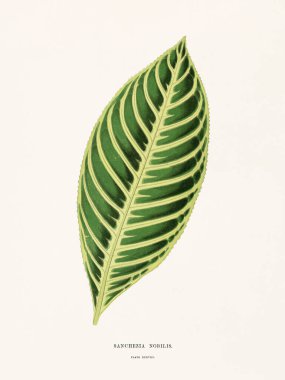 Süs bitkilerinin klasik botanik çizimi. 1870 'te Londra' da basıldı. Nadir bulunan dekoratif yapraklara odaklan..