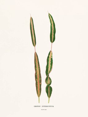 Süs bitkilerinin klasik botanik çizimi. 1870 'te Londra' da basıldı. Nadir bulunan dekoratif yapraklara odaklan..