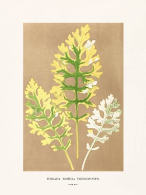 Süs bitkilerinin klasik botanik çizimi. 1870 'te Londra' da basıldı. Nadir bulunan dekoratif yapraklara odaklan..