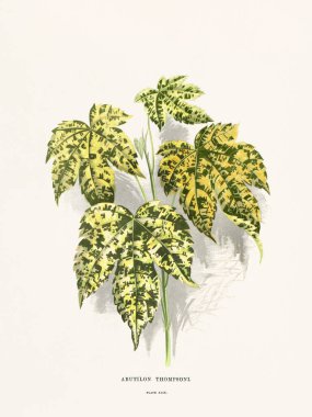 Süs bitkilerinin klasik botanik çizimi. 1870 'te Londra' da basıldı. Nadir bulunan dekoratif yapraklara odaklan..