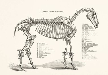 Siyah ve beyaz at çizimleri, 1872 'den, anatomi, cins ve binicilik sahneleri üzerine bir kitaptan..
