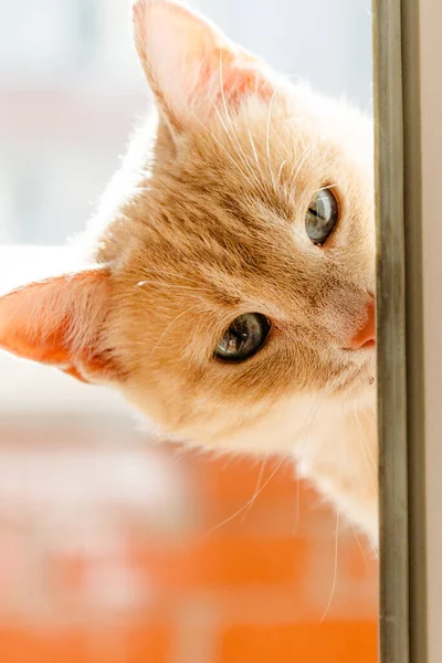 Retrato Gato Con Ojos — Foto de Stock