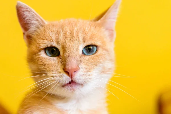 Retrato Gato Com Olhos — Fotografia de Stock