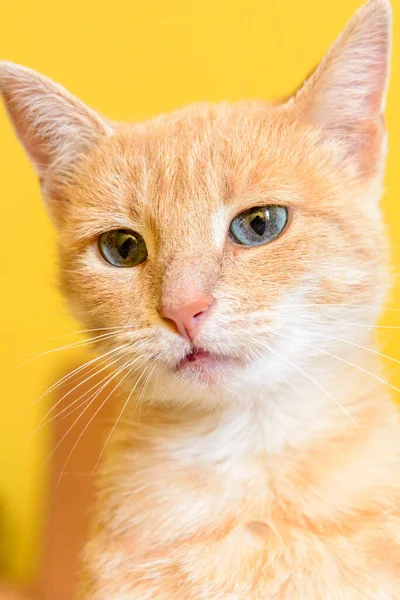 Retrato Gato Com Olhos — Fotografia de Stock