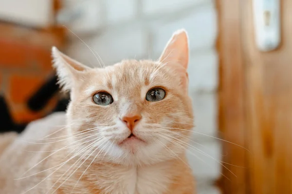 Gato Chão — Fotografia de Stock