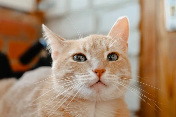 Kot Stole — Zdjęcie stockowe