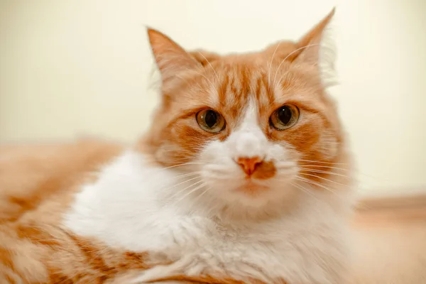 Кіт Столі — стокове фото