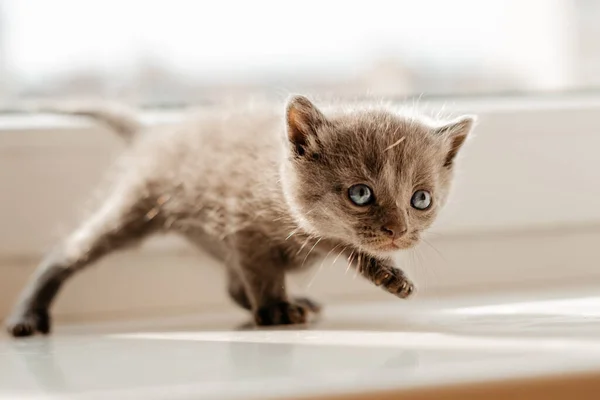 Little Kitten Playing White Floor — Stock Photo, Image