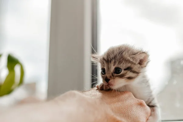Cute Little Kitten Big Eyes Kitten Window — Stock Photo, Image