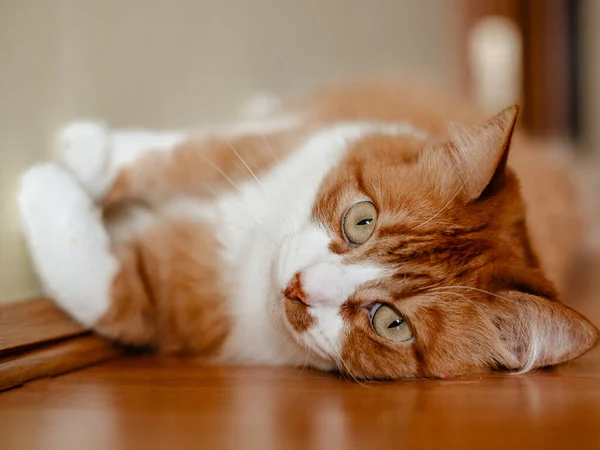 Czerwony Kot Leżący Drewnianej Podłodze Domu — Zdjęcie stockowe