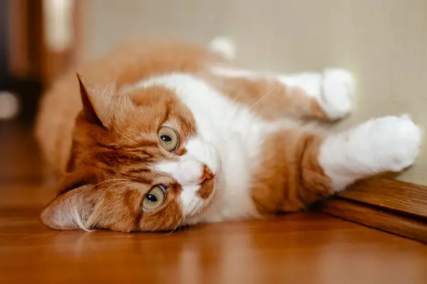 Cute Red Haired Cat Sofa — Stock Photo, Image