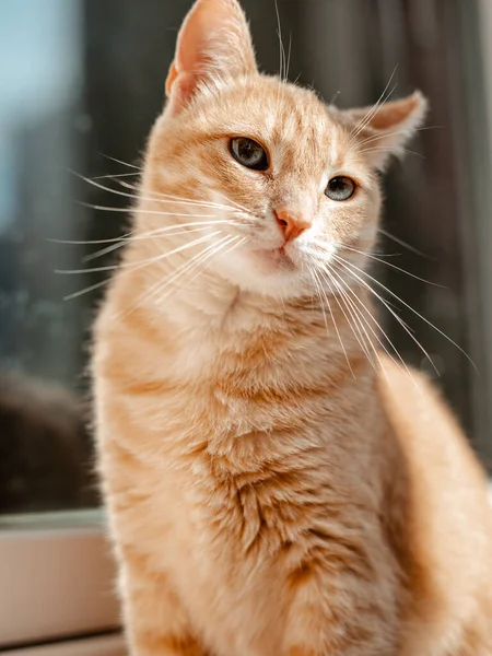 一只红猫的肖像 — 图库照片