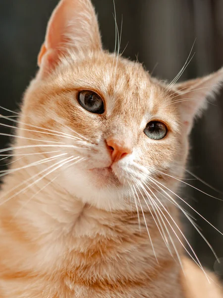 Hermoso Retrato Lindo Gato Rojo — Foto de Stock