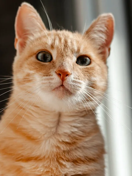 Retrato Belo Gato Vermelho Com Grandes Olhos — Fotografia de Stock