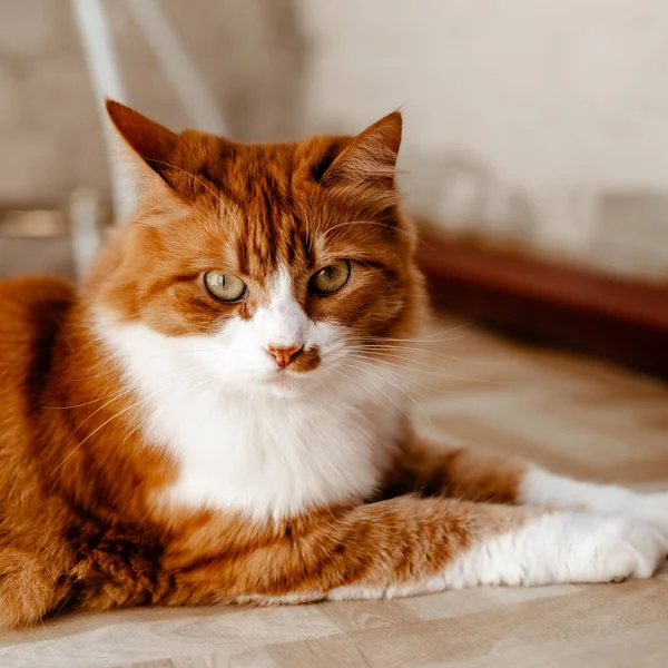 Red Fluffy Cat Lying Couch Home — Stock Photo, Image