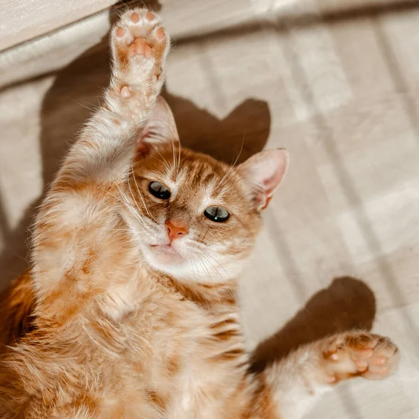 Gatto Rosso Sdraiato Sul Letto Guardando Fotocamera — Foto Stock