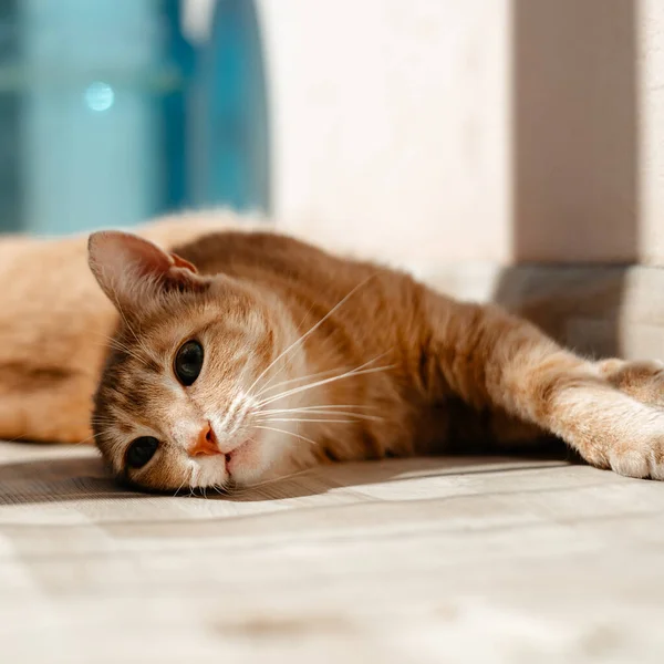 Cute Cat Lying Wooden Floor Home — Stock Photo, Image