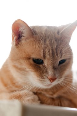 Şirin bir kedinin portresi