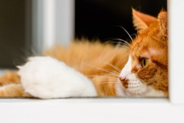 Kızıl kedi beyaz bir değirmenin üzerinde yatıyor..