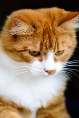 Sarı gözlü kırmızı kedinin dikey yakın çekimi.