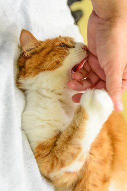 Kedi parmaklarını temizleyip yıkıyor..