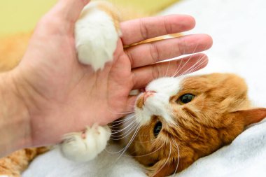 Klinikte kedisi olan sevimli bir adam, yakın plan.