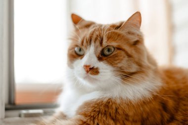 Kedi pencere eşiğinde yatıyor.