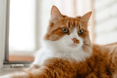 kırmızı kedi beyaz benekli ve kırmızı gözlü