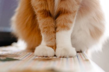 beyaz arkaplandaki kedi