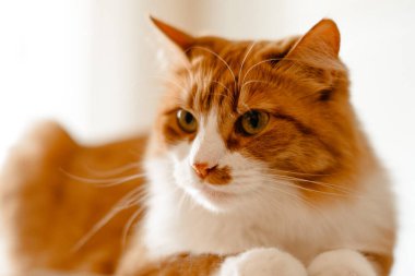 Kırmızı kedi kanepede yalan