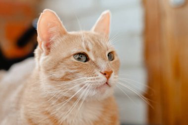Sarı gözlü kırmızı kedi. kedi portresi