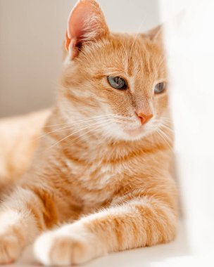 Kırmızı kedi beyaz yatakta yatıyor.