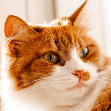 Kırmızılı kedi. Yaklaş.